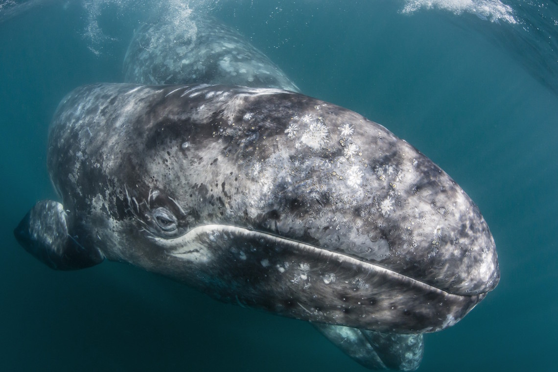 Baleen whales in their habitat: look at the giants of the ocean soar